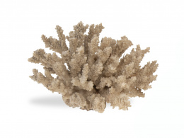 1186.  Coral de tipo "Millefora" gris, antiguo.Mares del Sur.