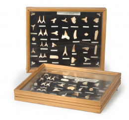 510.  Dos vitrinas con colección de fósiles procedentes de Marruecos.