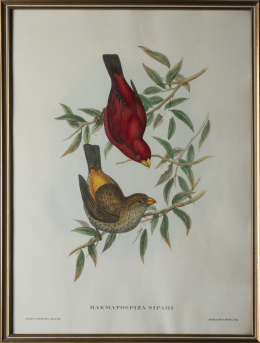 927.  JOHN GOULD Y H. C. RICHTER (del y lith)Pájaros: "Haematospiza sipahi", "Platycercus flaveolus", "Pteroglossus hypoglancus", "Platycercus icterotis", "Nectarinia gouldle", "Palaeornis Derbianus", "Platycercus pennantii", "Trogon mexicanus", "Trogon collaris", "Trogon Temnurus"