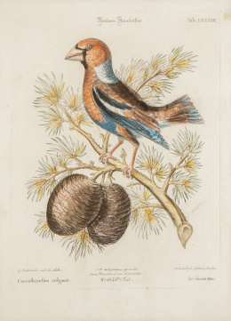 758.  GEORG EDWARDS  (Stratford, Essex, Gran Bretaña, 1693-Plaistow, Essex, Gran Bretaña, 1773)"Aguila aurita" y "Coccothraustes vulgaris"