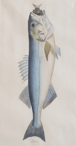 756.  JUAN BAUTISTA BRU DE RAMON (1740-1799) Conjunto de seis peces de los mares de España