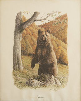 761.  JOSECHU LALANDA, SIGLO XXOso pardo