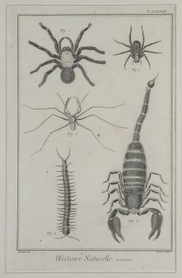 746.  MANUEL NAVARRO (ca. 1790-1850) /GEORGES LOUIS LECLERC, CONDE DE BUFFON  (1707-1788)/ ESCUELA ESPAÑOLA, SIGLO XIXFísica, Histoire Naturelle, Insectes, Oropéndola amarilla