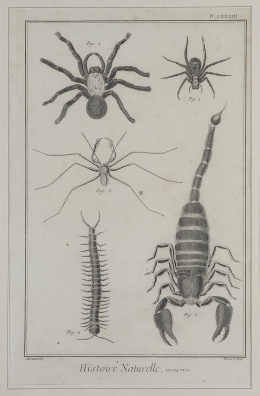 744.1.  GEORGES LOUIS LECLERC, CONDE DE BUFFON  (1707-1788)Histoire Naturelle, Insectes