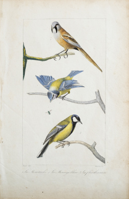 738.  GEORGES LOUIS LECLERC, CONDE DE BUFFON  (1707-1788) y EDOUARD TRAVIES DE VILLERS (1727- 1794)Pájaros