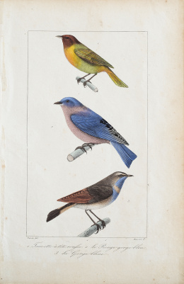 740.  GEORGES LOUIS LECLERC, CONDE DE BUFFON  (1707-1788) y EDOUARD TRAVIES DE VILLERS (1727- 1794)Pájaros