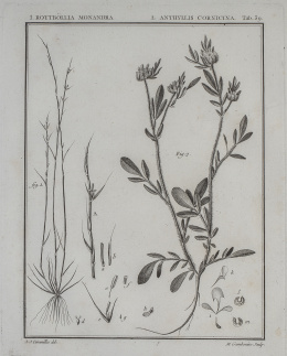 739.  ANTONIO JOSÉ DE CAVANILLES PALOP (1745-1804)Especies vegetales: "Euphorbia, Clypeola, Euph, (Tab. 34)" y "Rottböllia Monandra, Anthyllis Cornicina (Tab.89)"
