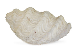 1282.  Tridacna o concha de los Mares del Sur.