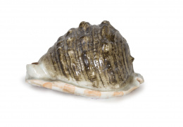 1402.  Caracola en porcelana esmaltada de Compañía de Indias China, trabajo para la exportación S. XIX