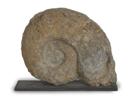 1281.  Fósil de Ammonites, período cretáceo inferior.