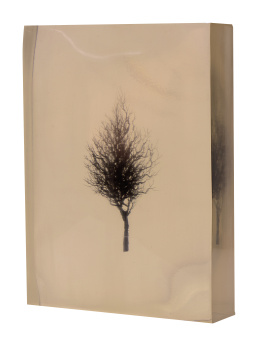 984.  DUSTIN YELLIN (Los Ángeles, 1975)Aperio Rameus, 2005