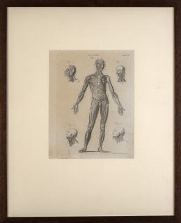 751.  A. BELL (1726-1809)Anatomía, plate XXI