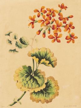 836.  JOSÉ MARÍA VELASCO  (México, 1840-1912)Botánica