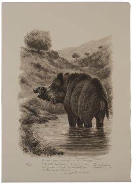 852.  JOSECHU LALANDA (San Sebastián, 1939 - Arganda del Rey​, 2015)Jabalí en el río