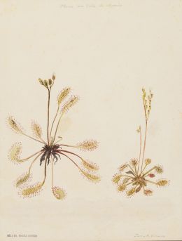 861.  JOSE MARIA VELASCO (Mexico, 1840 - 1912)Botánica, flora del Valle de Mexico 