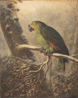 892.  ESCUELA ESPAÑOLA, SIGLO XIXLoro