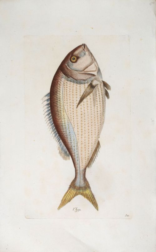 JUAN BAUTISTA BRÚ DE RAMÓN (Valencia, 1742 - Madrid, 1799)