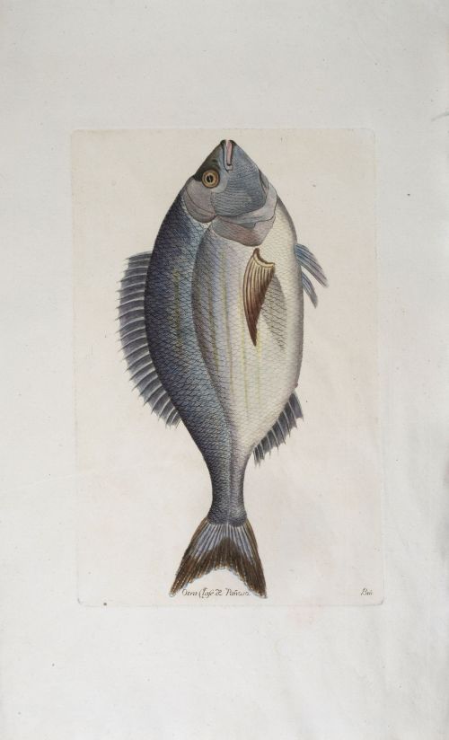 JUAN BAUTISTA BRÚ DE RAMÓN (Valencia, 1742 - Madrid, 1799)