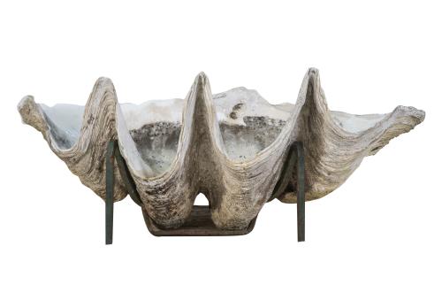 Tridacna o concha de los Mares del Sur.