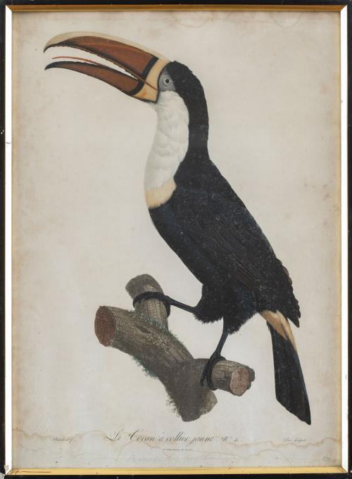 SIGLO XXCyclopsittacus Edwardsh, Amazona Guildingi y le c