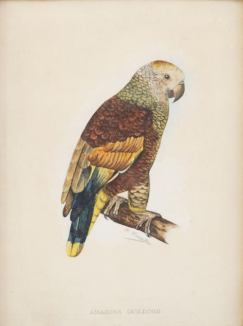 SIGLO XXCyclopsittacus Edwardsh, Amazona Guildingi y le c