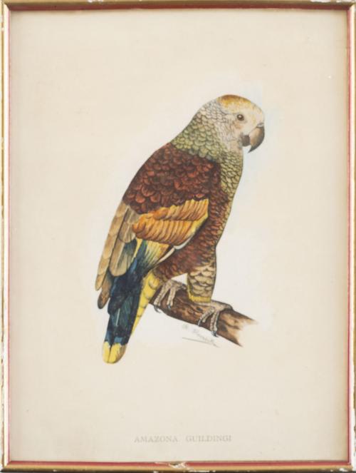 SIGLO XXCyclopsittacus Edwardsh, Amazona Guildingi y le c