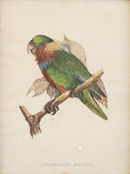 SIGLO XXCyclopsittacus Edwardsh, Amazona Guildingi y le c