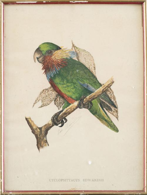SIGLO XXCyclopsittacus Edwardsh, Amazona Guildingi y le c