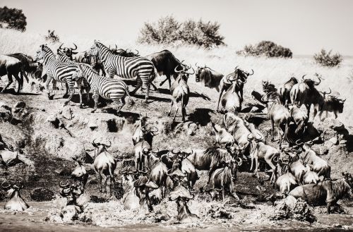 PIO CABANILLAS (Madrid, 1958)Kusonga (On the Move), 2021