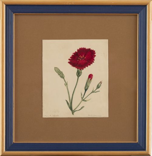 JOSÉ MARÍA VELASCO  (México, 1840-1912)Estudio de una flor