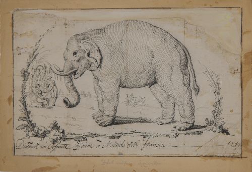 ESCUELA MADRILEÑA, SIGLO XIXEstudio de un elefante1815