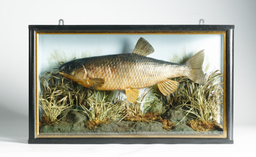 Diorama de taxidermia con un pez en un paisaje fluvial.Tra