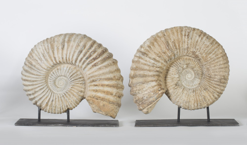 Fosil ammonite, periodo cretáceo inferior.