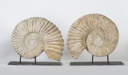 Fosil ammonite, periodo cretáceo inferior