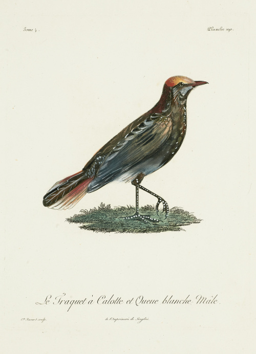 FRANÇOIS LEVAILLANT (1753-1824)“La fraquet à Calotte et Qu