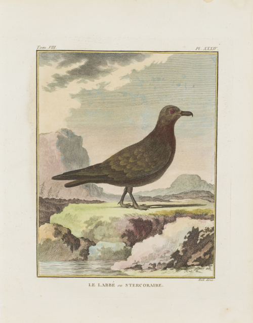 GEORGES LOUIS LECLERC, CONDE DE BUFFON (1707-1788)“L´Huitr