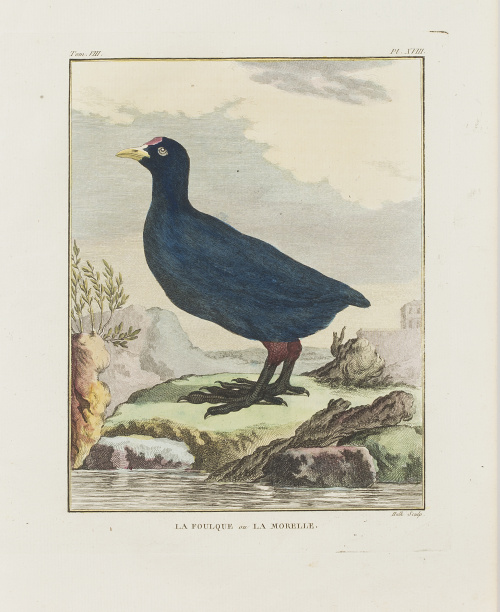 GEORGES LOUIS LECLERC, CONDE DE BUFFON (1707-1788)“L´Huitr