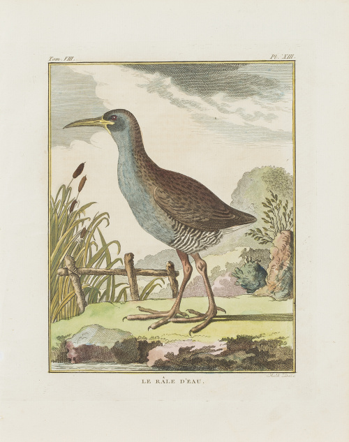 GEORGES LOUIS LECLERC, CONDE DE BUFFON (1707-1788)“L´Huitr