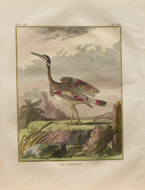 GEORGES LOUIS LECLERC, CONDE DE BUFFON  (1707-1788) “Le Fo