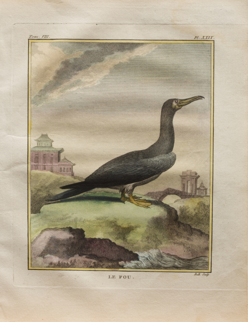 GEORGES LOUIS LECLERC, CONDE DE BUFFON  (1707-1788) “Le Fo