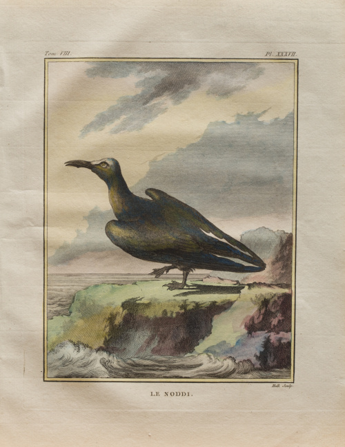 GEORGES LOUIS LECLERC, CONDE DE BUFFON  (1707-1788) “Le Fo