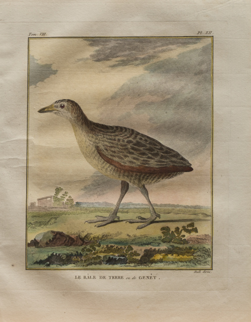 GEORGES LOUIS LECLERC, CONDE DE BUFFON  (1707-1788) “Le Fo