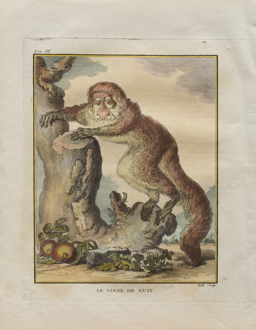 GEORGES LOUIS LECLERC, CONDE DE BUFFON  (1707-1788)“Le Cho