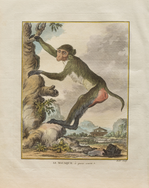 GEORGES LOUIS LECLERC, CONDE DE BUFFON  (1707-1788)“Le Cho