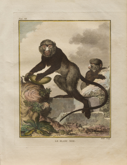 GEORGES LOUIS LECLERC, CONDE DE BUFFON  (1707-1788)“Le Cho