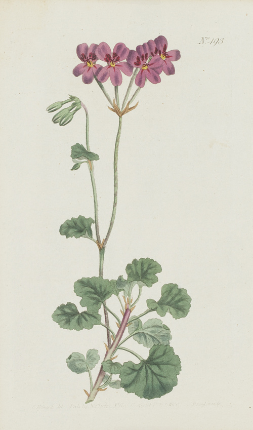 WILLIAM CURTIS (1746-1799)Flores: “Centaurea Ragusina”, “P