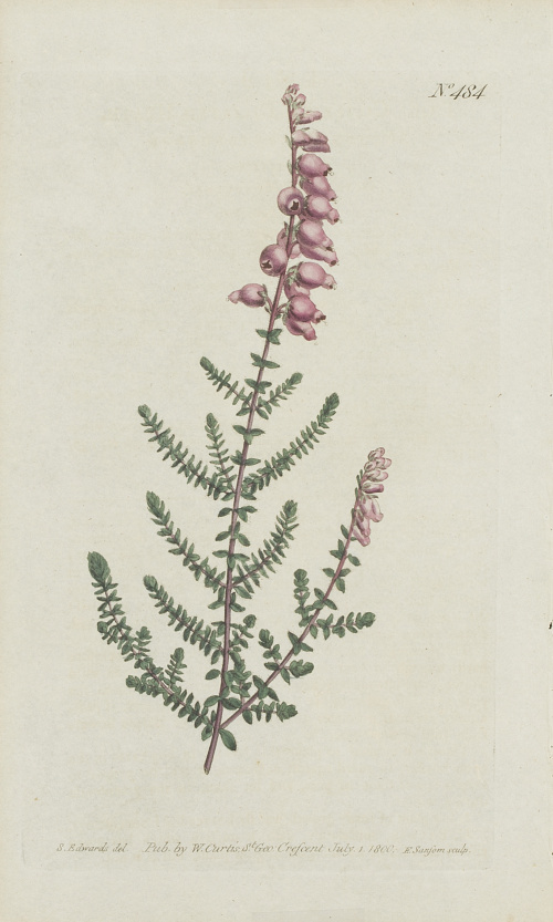 WILLIAM CURTIS (1746-1799)Flores: “Centaurea Ragusina”, “P