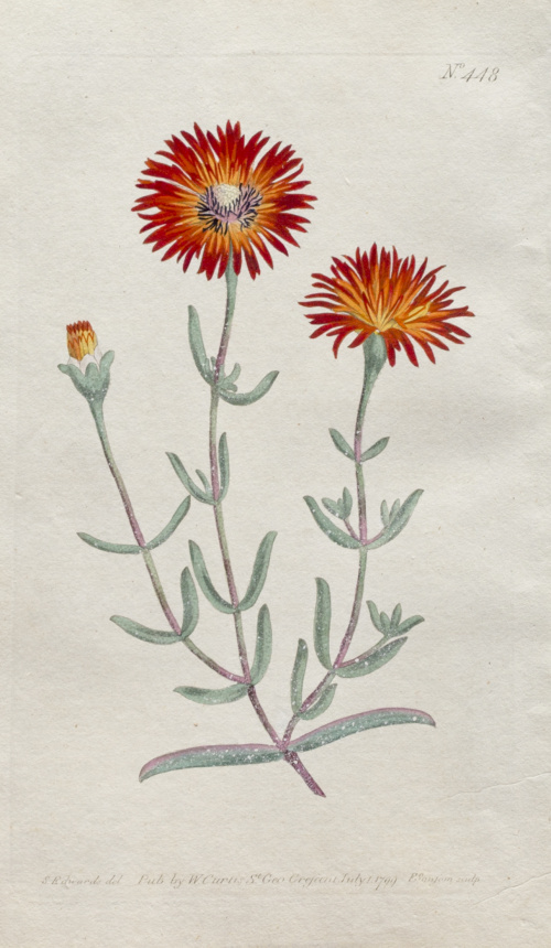 WILLIAM CURTIS (1746-1799)Flores: “Psoralea Bracteata”, “H