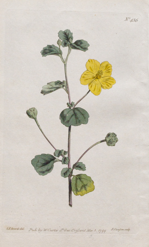 WILLIAM CURTIS (1746-1799)Flores: “Psoralea Bracteata”, “H