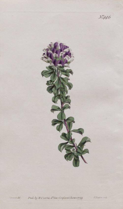 WILLIAM CURTIS (1746-1799)Flores: “Psoralea Bracteata”, “H